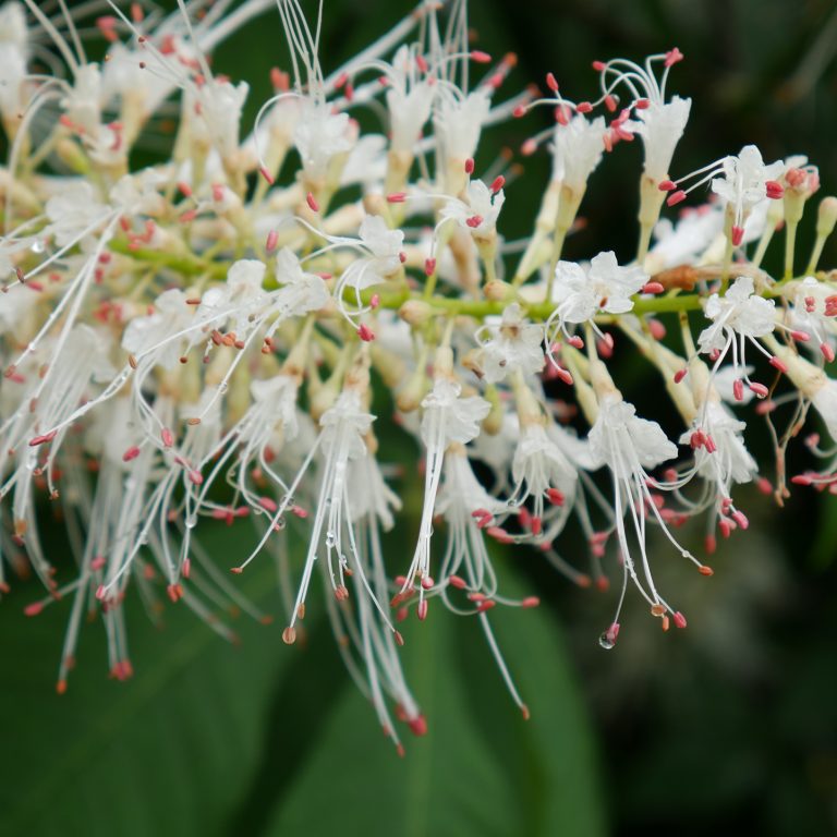 Bottlebrush buckeye bloom, large cluster of stringy, white blooms in a cone-shape along a stem