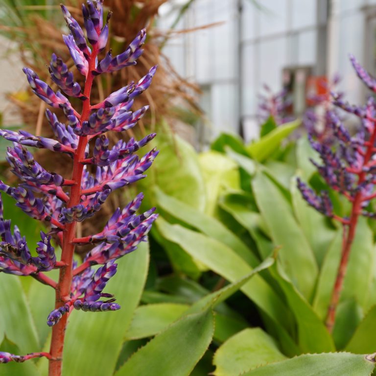 bromeliad with thick, broad leaves. The flower spike is composed of bright pink bracts with small purple flowers