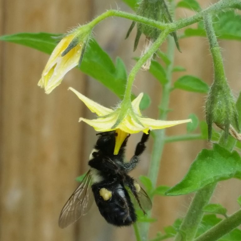 bumble bee pollinating tomato