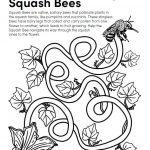Buzzing-Squash-Bee-Maze Buzzing-Squash-Bee-Maze Activity