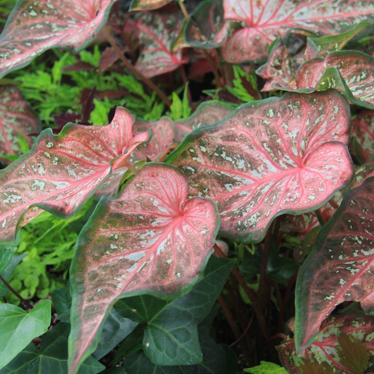 Caladium leaves, heart shaped with a marbled, light pink centre, and green variegation on the edges