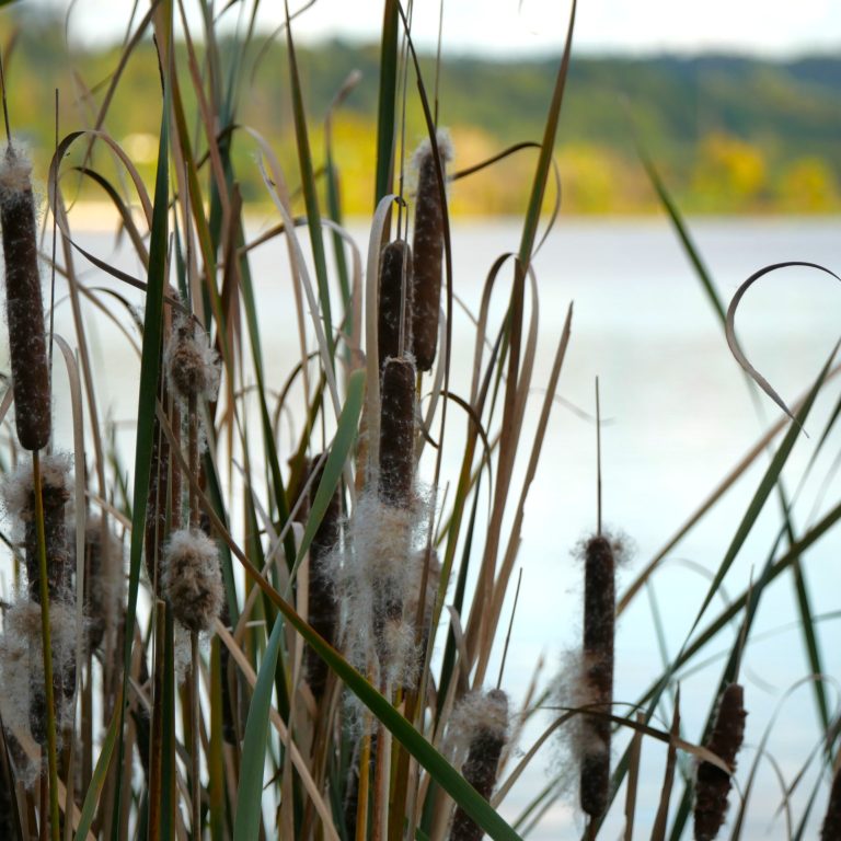 Cattails in the foreground, with a wide marsh in the background