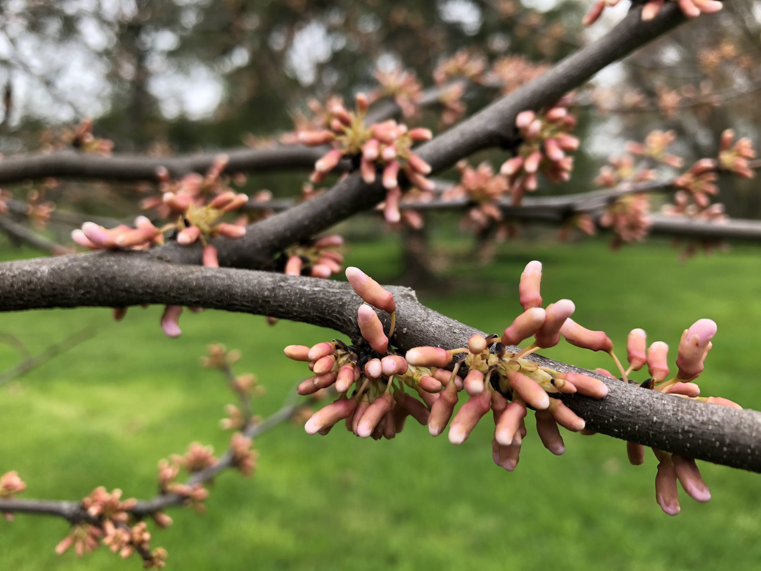 Red Buds buying