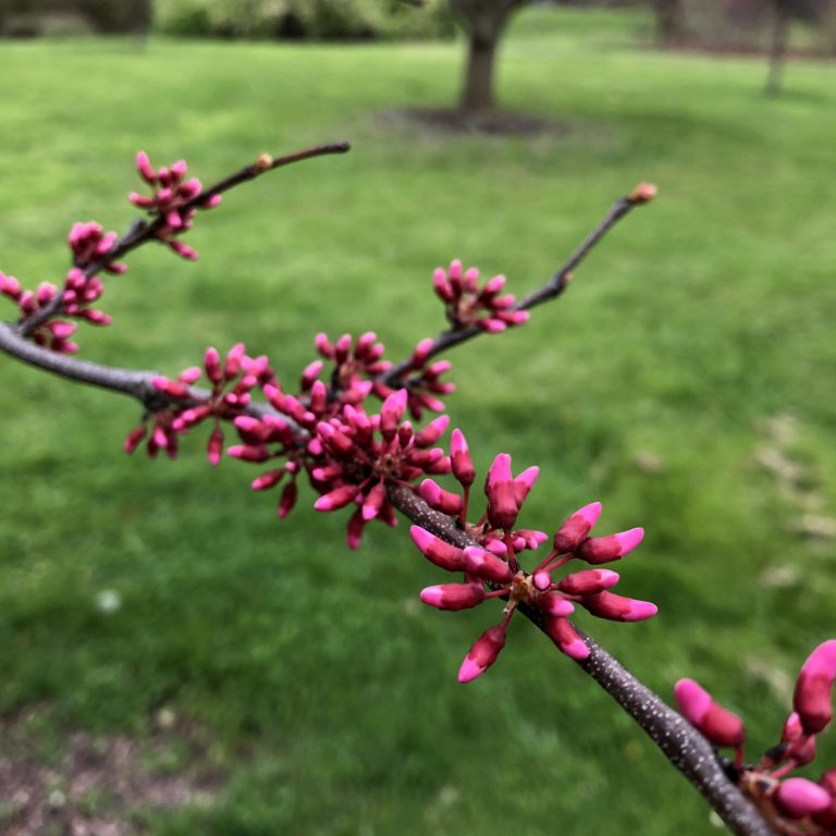 Deep pink flower buds of cercis tennessee pink