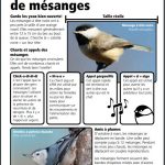 Chasse au trésor — Les mésanges Aperçu de l’activité: Chasse au trésor — Les mésanges