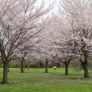 Flowering cherry tree collection past peak bloom, some petals on the grass below the trees, still looking beautiful and serene