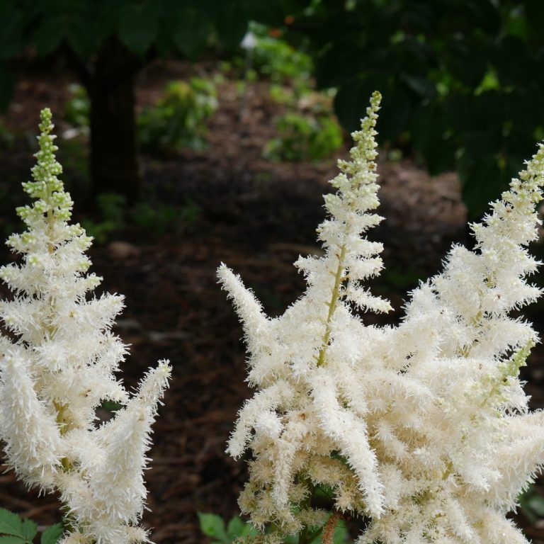 Tight, spiky groupings of small dense flowers. Chinese Astilbe
