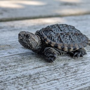 Common Snapping Turtle Hatchling snapping turtle hatchling