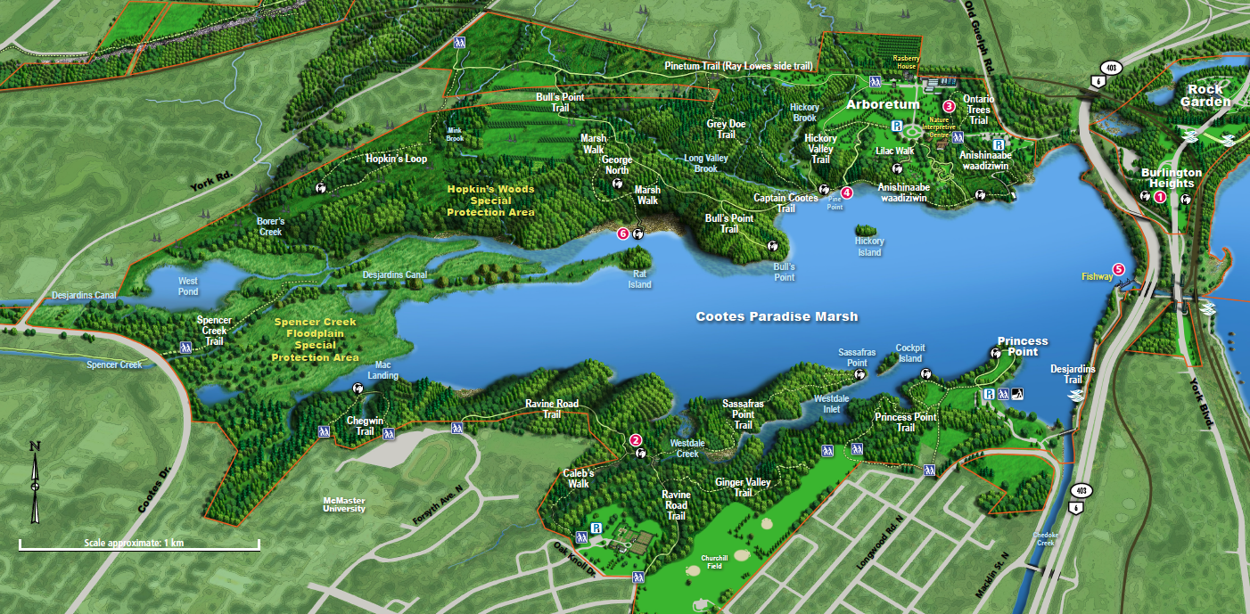 Cootes Paradise Trail Map Large