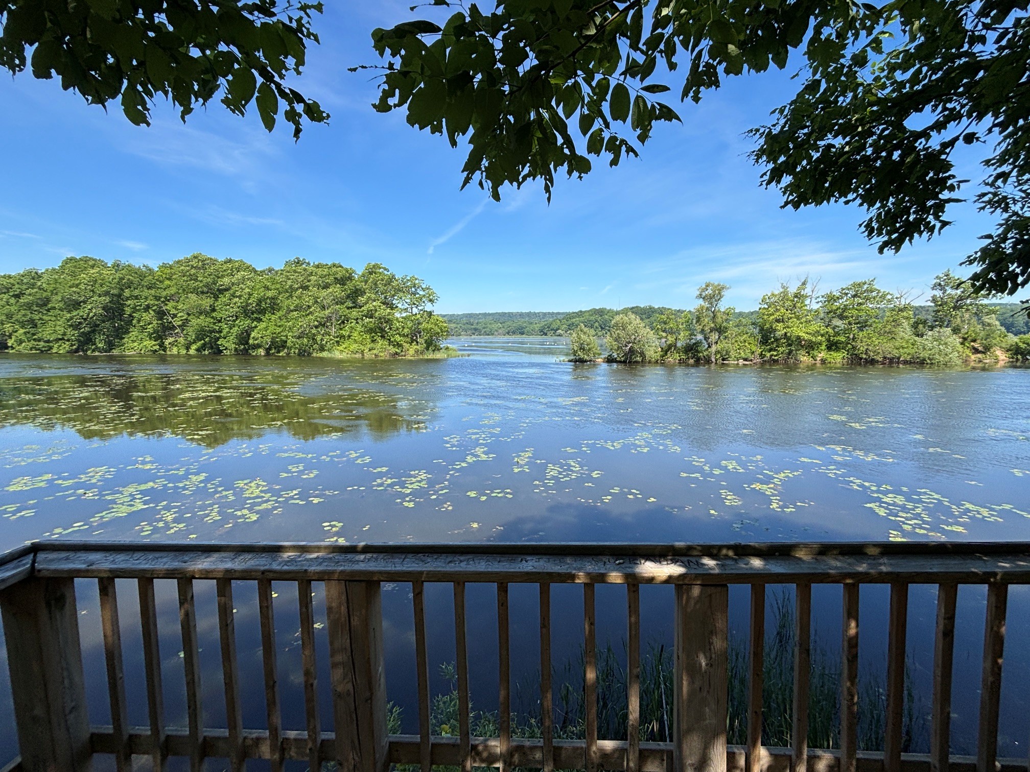 View of Cootes Paradise Marsh from Princess Pt Lookout – June 8 2026