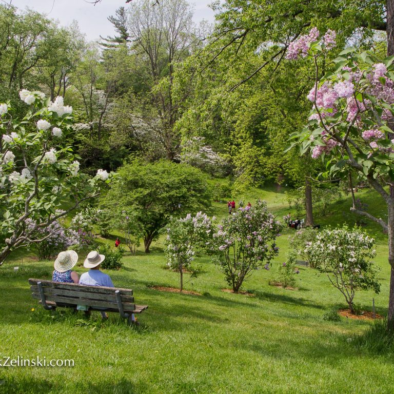 Couple sitting on a bench looking down into the lilac dell in full bloom on a sunny day