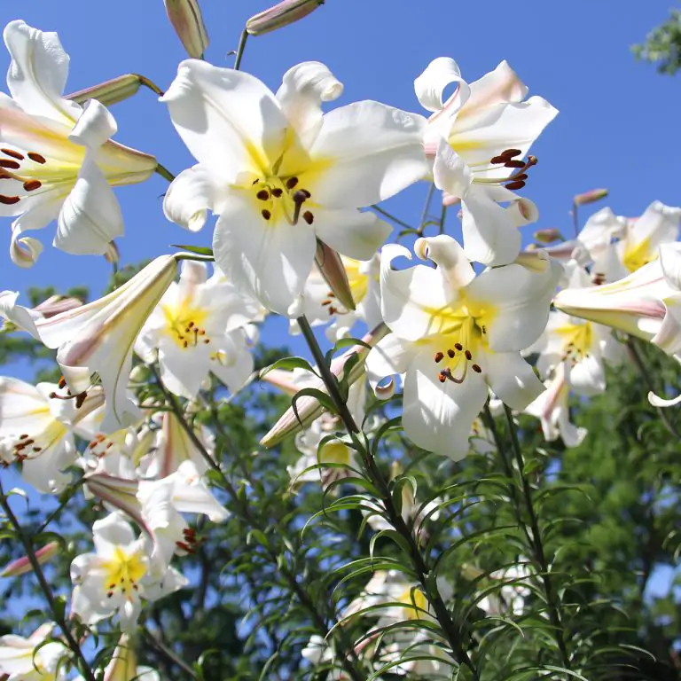 A grouping of white Creelman Lily blooms against a blue sky. Lilies feature yellow centres, and multiple blooms per tall stem.