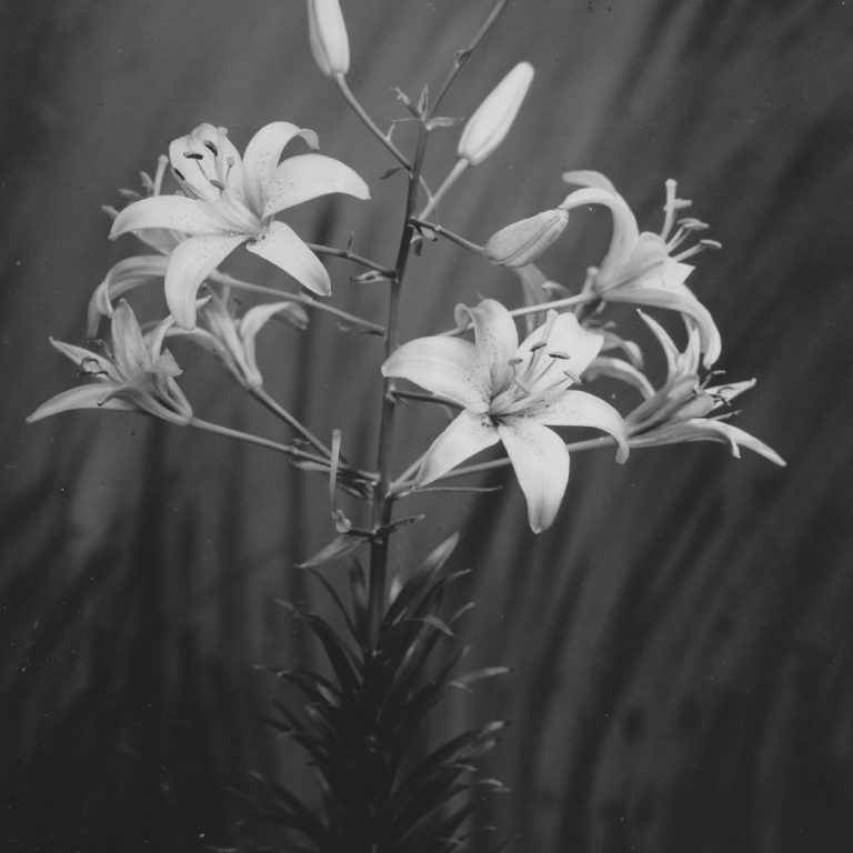 A Black and white photograph of blooming creelman lily