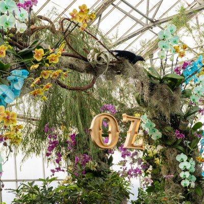 Bloomland in Oz - Archway - Upper Med A lush greenhouse display with colourful orchids in blue, yellow, purple, and white cascading over tree branches, surrounding a gold “Oz” sign suspended at the centre.
