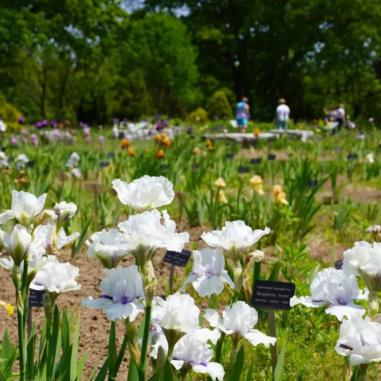intermediate bearded iris in full bloom