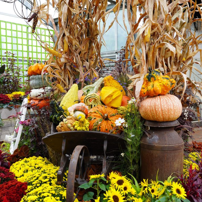 A rustic fall display featuring a wheelbarrow overflowing with vibrant pumpkins, gourds, and squash, surrounded by tall dried cornstalks, bright yellow sunflowers, and colorful mums, creating a festive autumn scene.