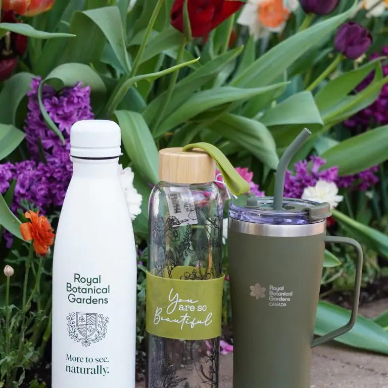 RBG branded water bottle, travel coffee mug, and glass water bottle