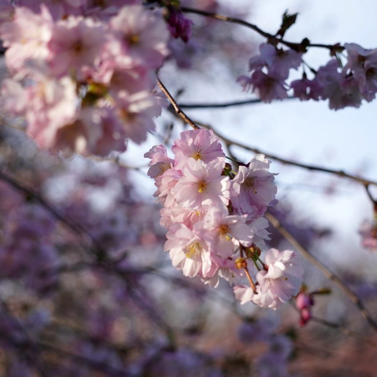 flowering cherry blossoms almost at full bloom