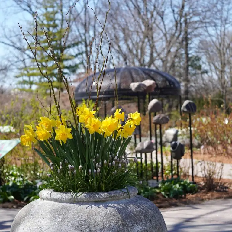 planter featuring bright daffodils infront of the Hendrie Park Rose Garden in early spring