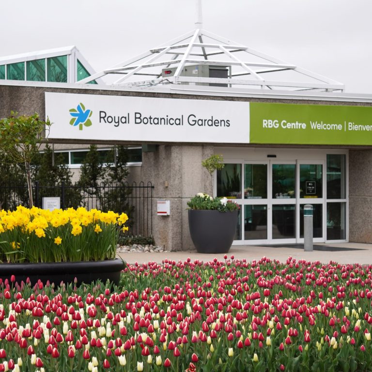 front display of tulips in front of the entrance to RBG Centre
