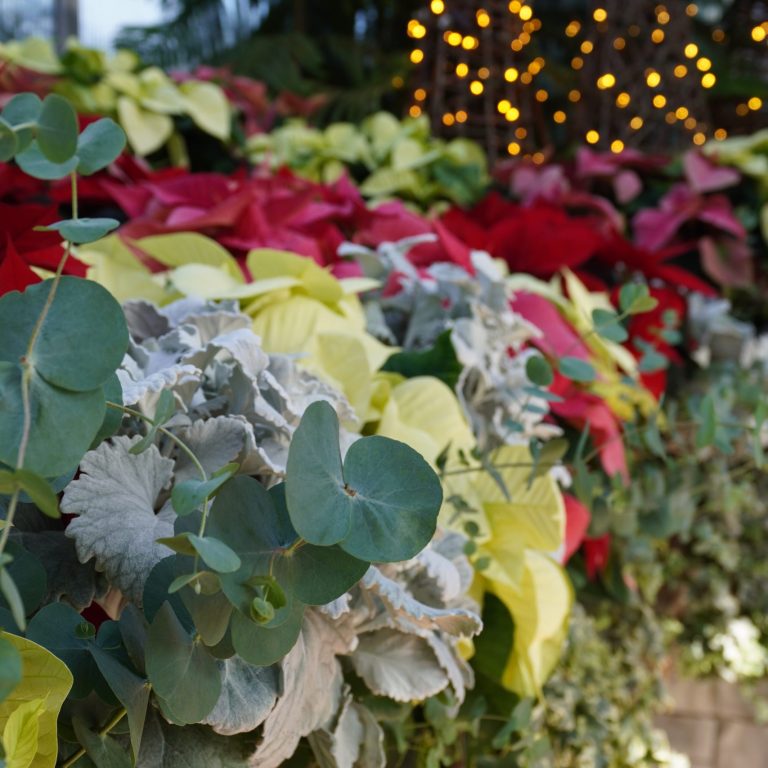 Festive arrangement of red, yellow, and cream poinsettias paired with silvery foliage and eucalyptus leaves, set against a backdrop of warm glowing string lights and lush greenery in a greenhouse.