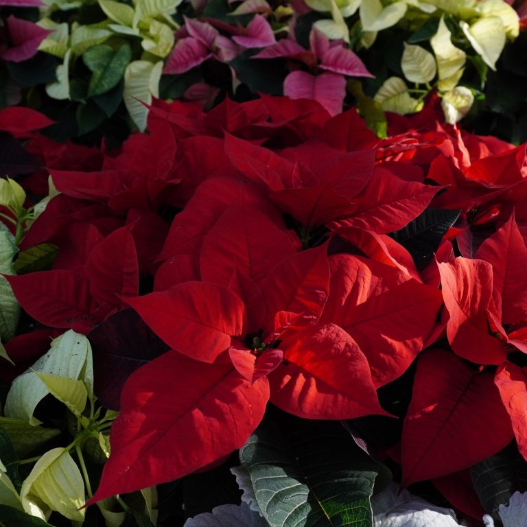 Red, white, and soft pink poinsettia as part of a holiday display in the Breezeway