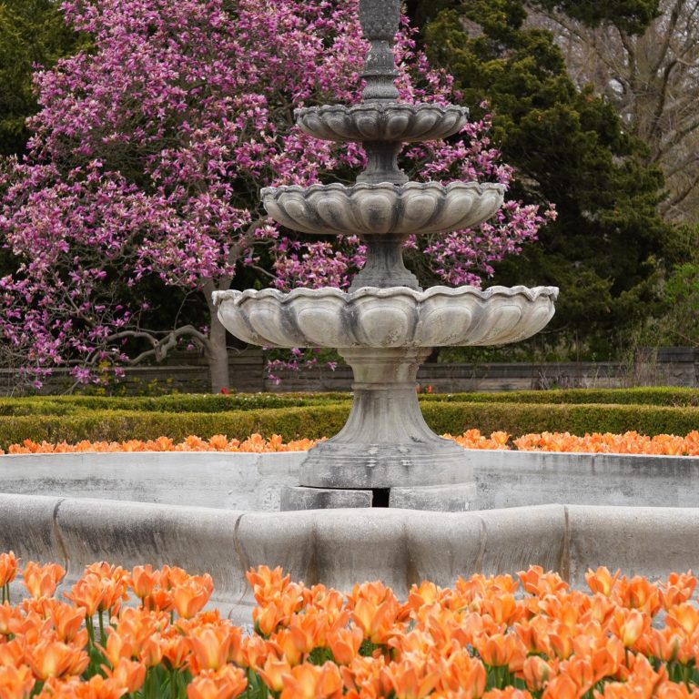 Tiered stone fountain in the Scented Garden surrounded by tulips in the foreground and magnolia blooming in the background
