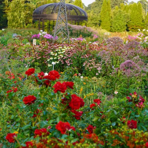 Hendrie Park - August 14, 2025 Red roses and other native companion plants blooming in Hendrie Park