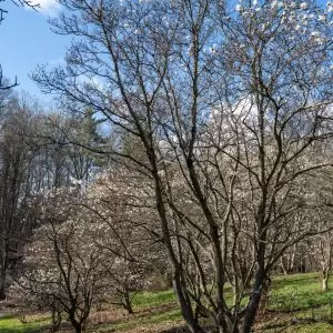 sloped trail lined with star magnolia trees. Some trees have white blossoms at the top.