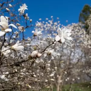 star magnolia tree beginning to bloom at the Arboretum with crisp white flowers