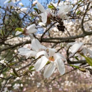 Close up of star magnolia flower in full bloom