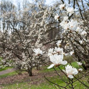 Star Magnolia Collection at peak bloom at the Arboreum