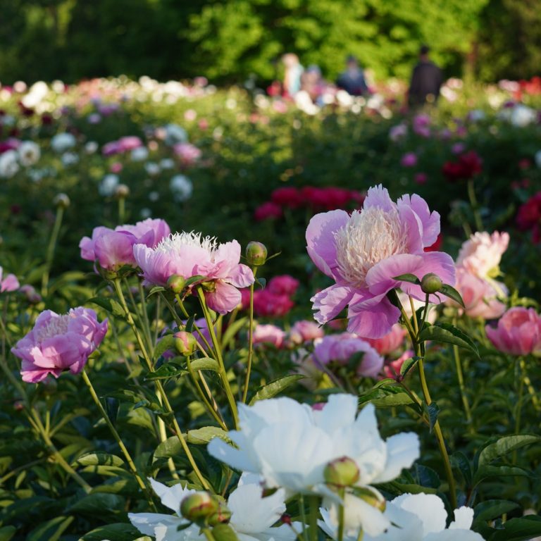 peonies blooming at Laking Garden