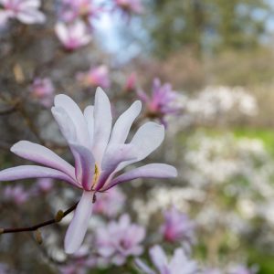 close up of a pink star magnolia at peak bloom
