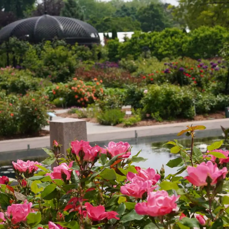 Roses in full bloom near the reflecting pond in Hendrie Park