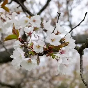 Close up of Akebono cherry past peak bloom but still beautiful