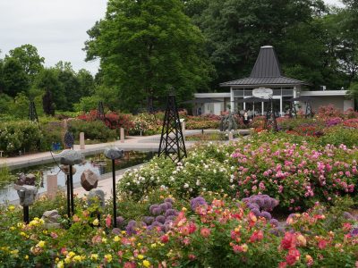 Rose Garden - Peak Bloom - Hendrie Park Hendrie Park Rose Garden in full bloom. Either side of the reflecting ponds are full of colour.