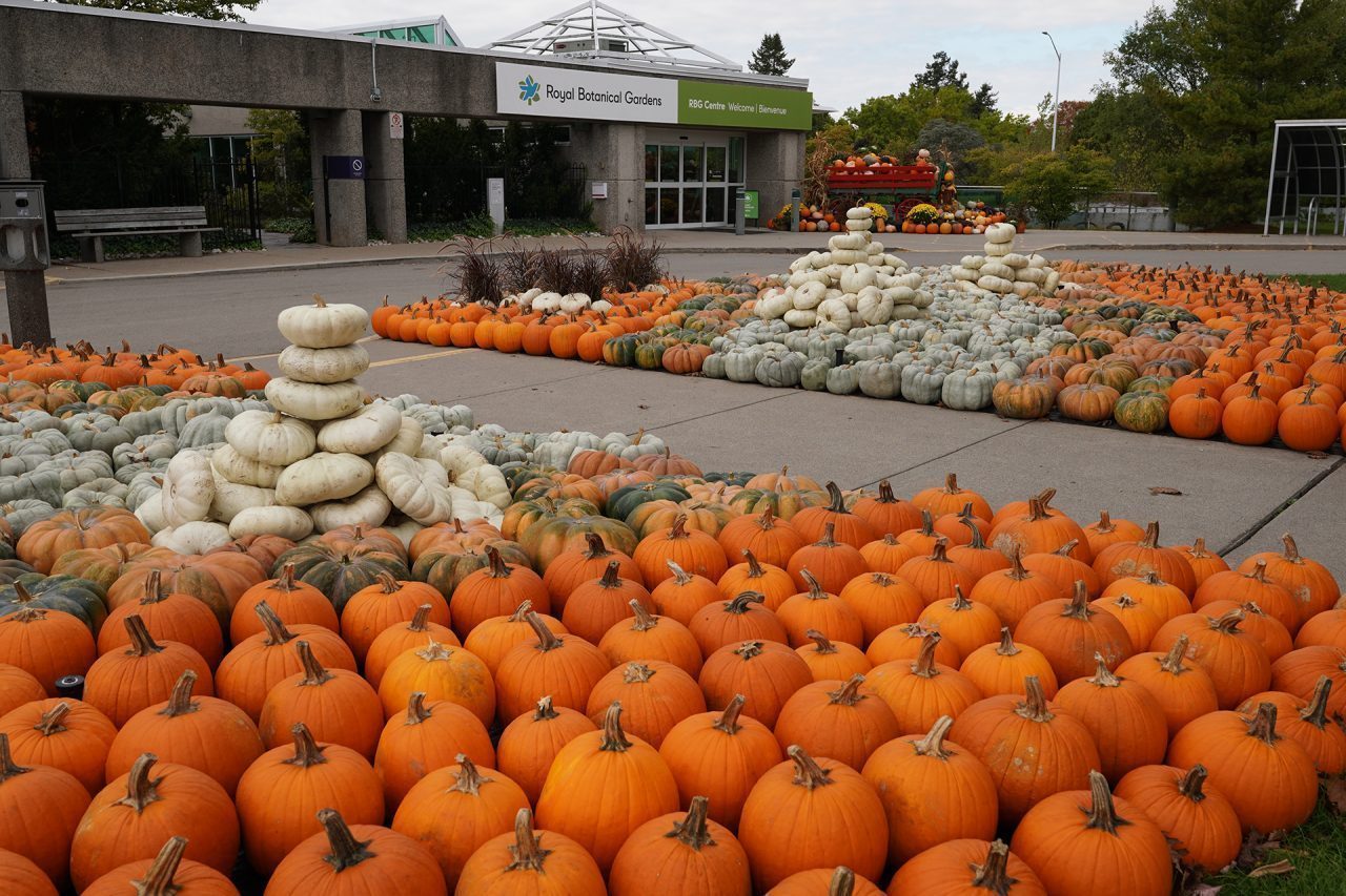 display of orange and white pumpkins outside RBG centre
