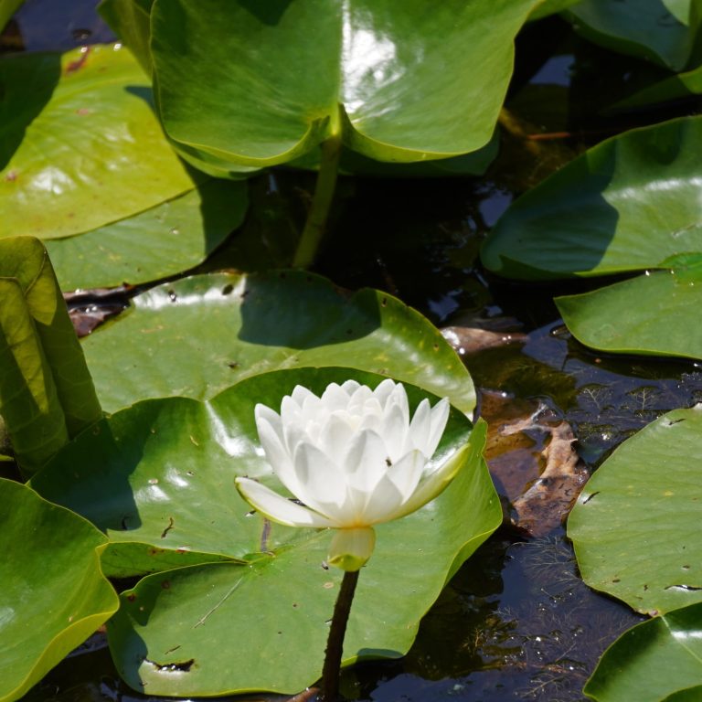 white water lilies and lily pads