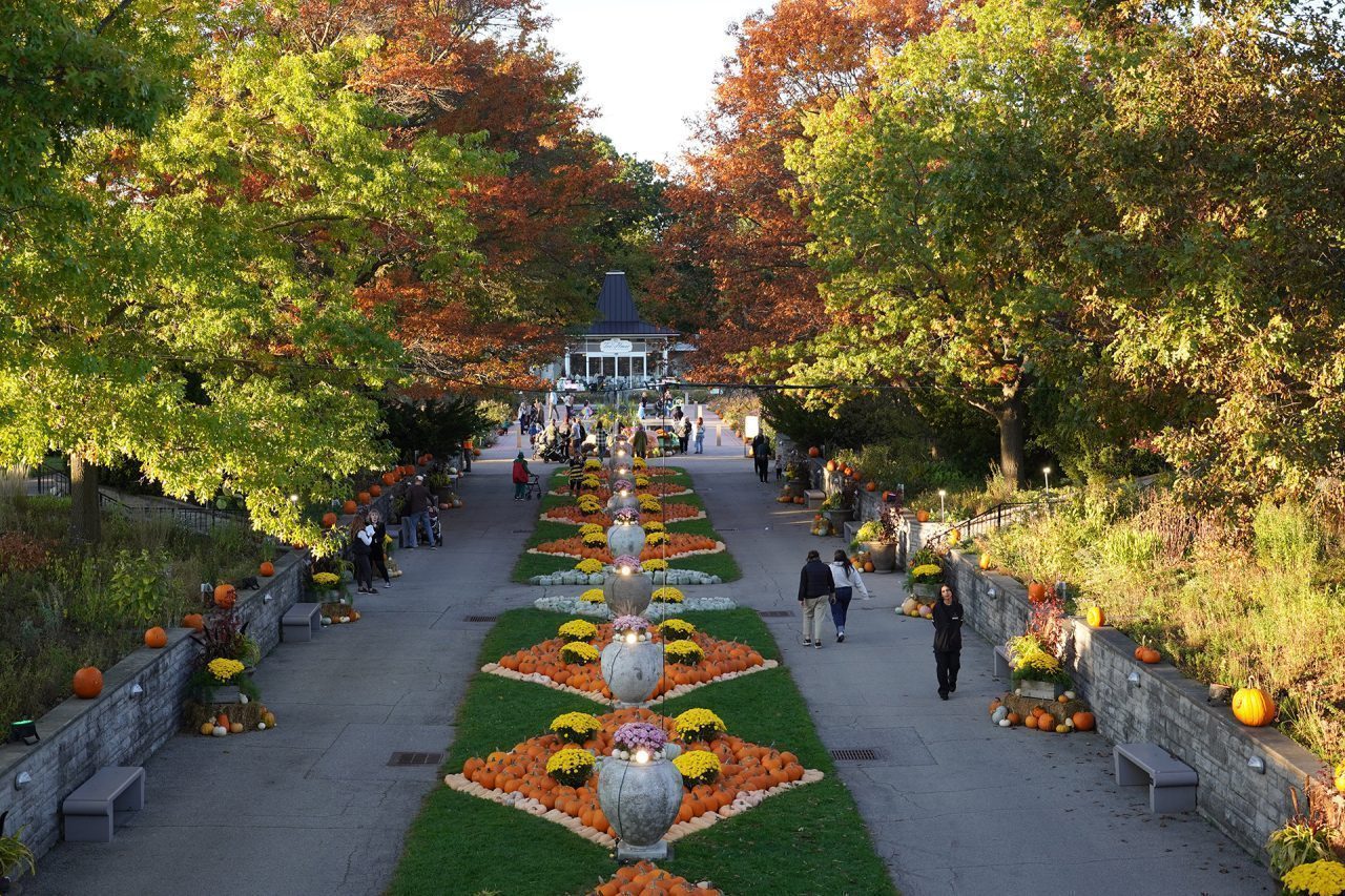 oak alee filled with pumpkins in diamond shaped mosaics in fall