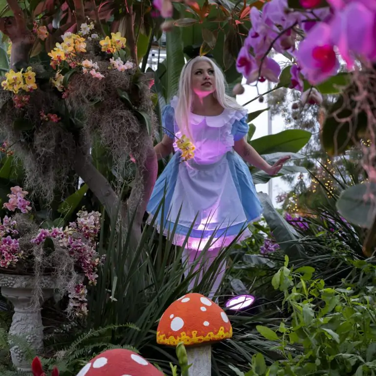 A woman dressed as Alice from Alice's Adventures in Wonderland stands in a lush, whimsical garden filled with orchids and oversized toadstools. She wears a blue dress with a white apron and has long blonde hair, with an expression of wonder as she gazes around. The scene is illuminated by soft pink and purple lighting, enhancing the fairy-tale atmosphere. The vibrant orchids and moss-covered branches add to the magical, dreamlike setting.