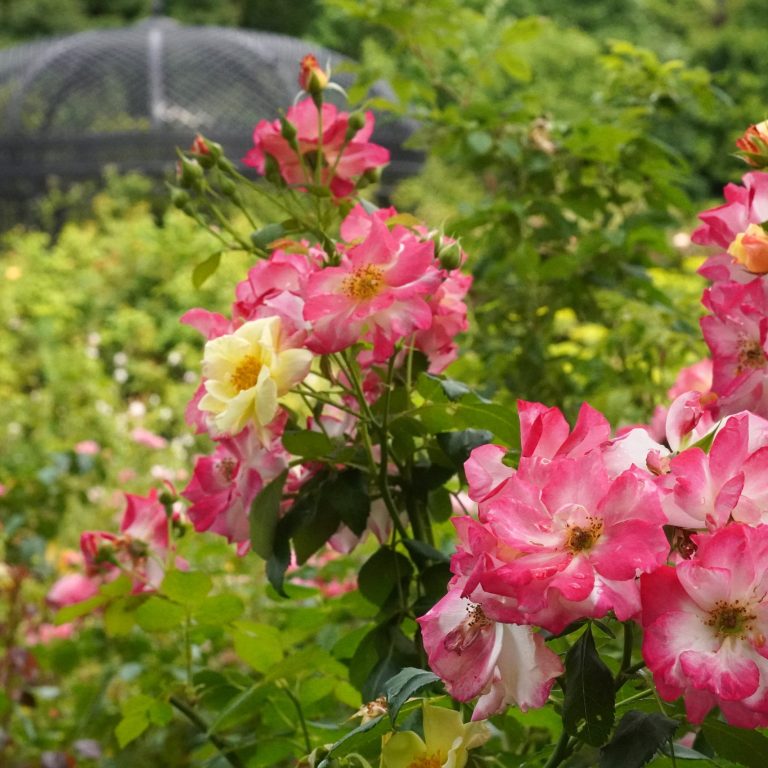 'Campfire' roses second bloom of the season in Hendrie Park