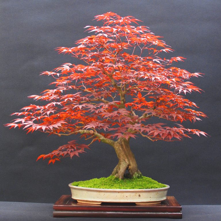 Red maple tree bonsai