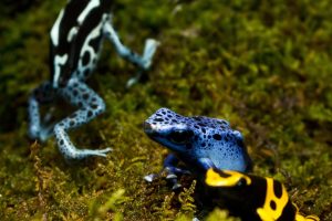 Dart037-frogs0084-01-18-15 blue and yellow poison dart frogs