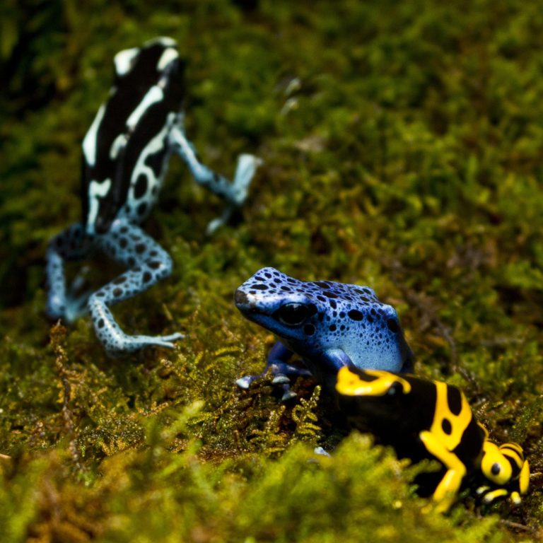 blue and yellow poison dart frogs