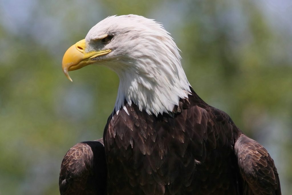 Bald Eagles at RBG - Royal Botanical Gardens