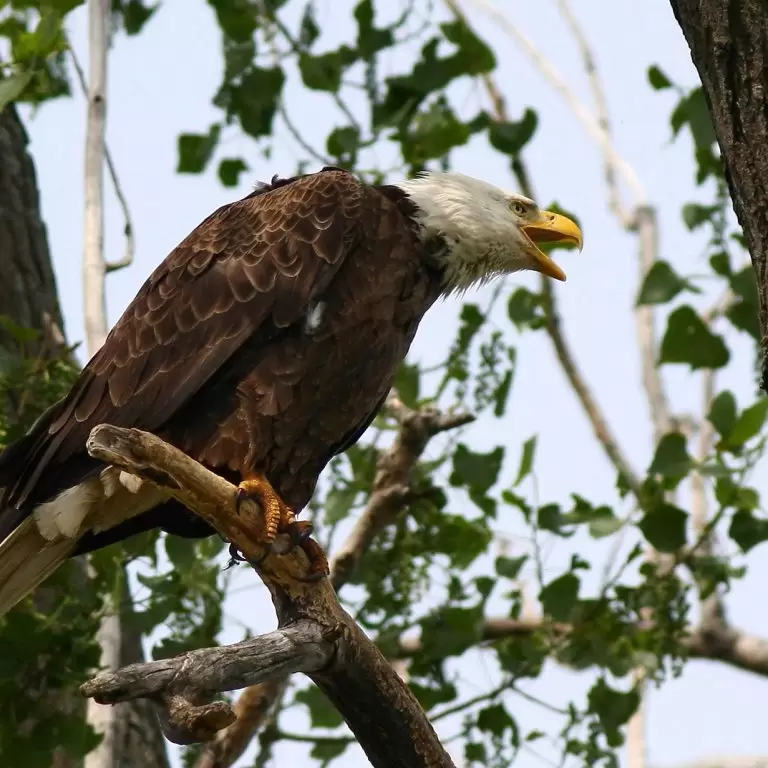 bald eagle perched on tree branch with mouth open