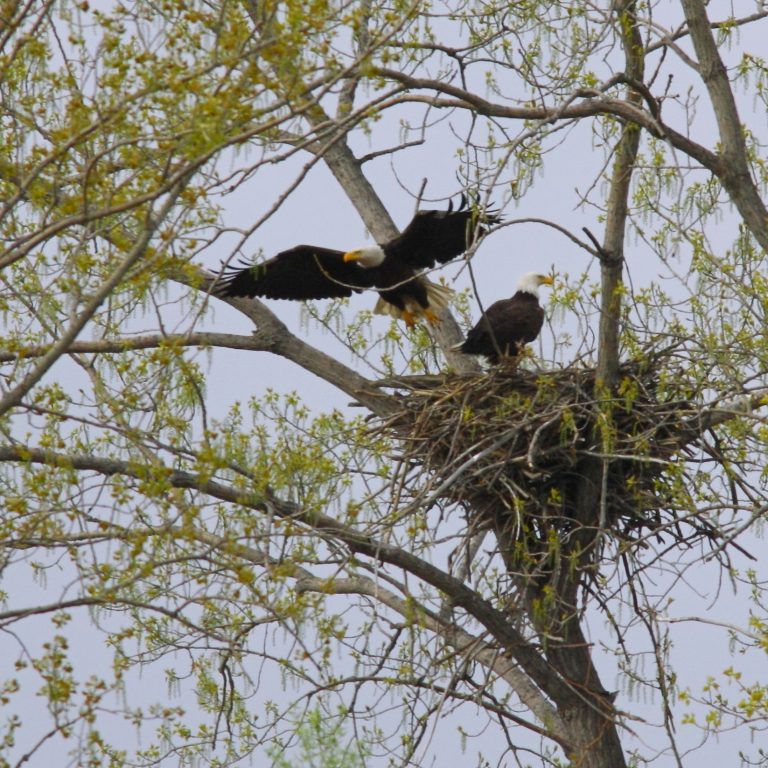 pair of bald eagles, one standing at the edge of the nest and the other is taking off in flight