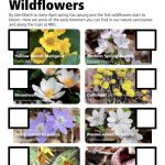 Early Spring Wildflowers Earrly Spring Wildflowers Activity