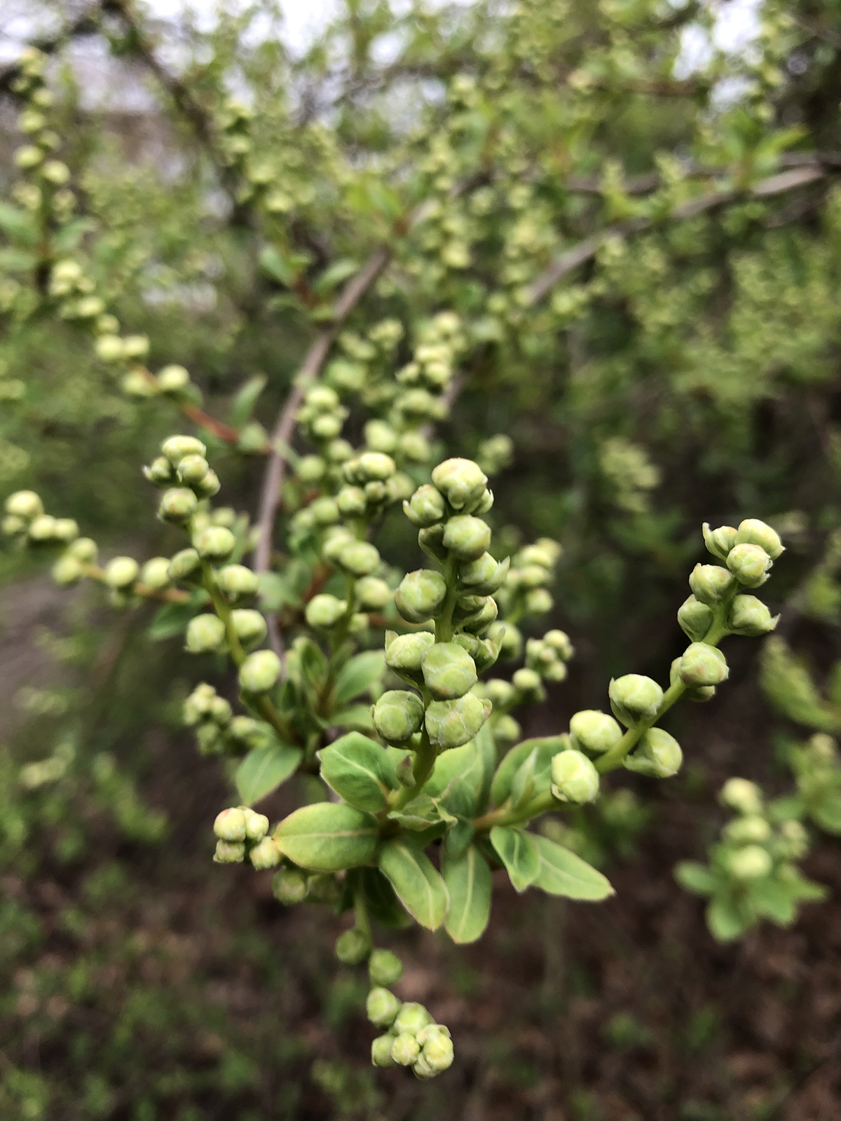 Exochorda x macrantha